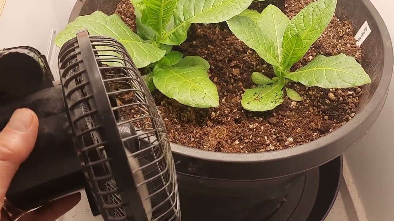 Oriental tobacco progress.