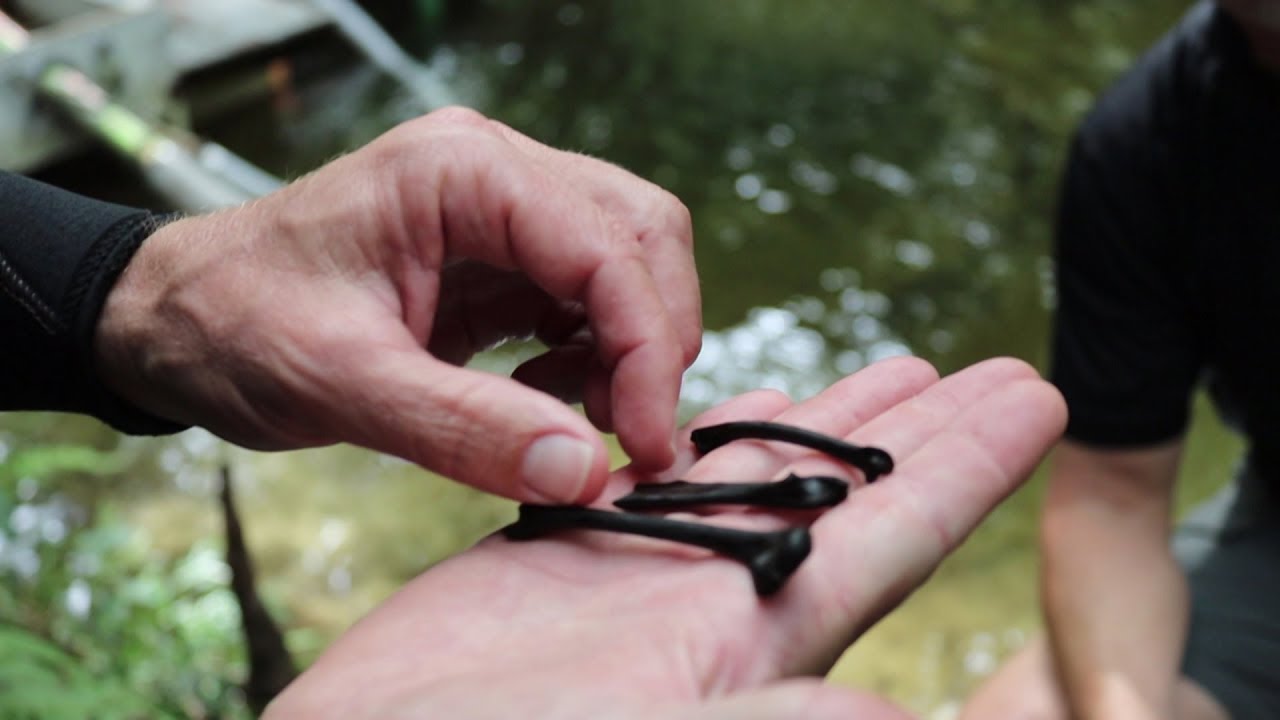 Excavating the Wacissa River | Ryan Harley revisited