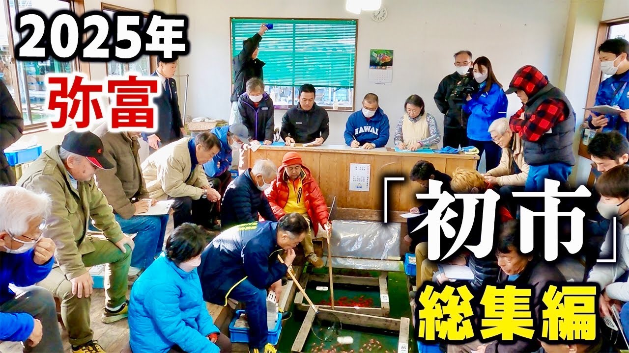 【弥富金魚】2025年1月15日に弥富で行われた「金魚初市」の完全版‼︎今年はなんと「1番金魚」購入しました‼︎出荷から落札！卸売問屋さんストック場まで一挙見できます‼︎