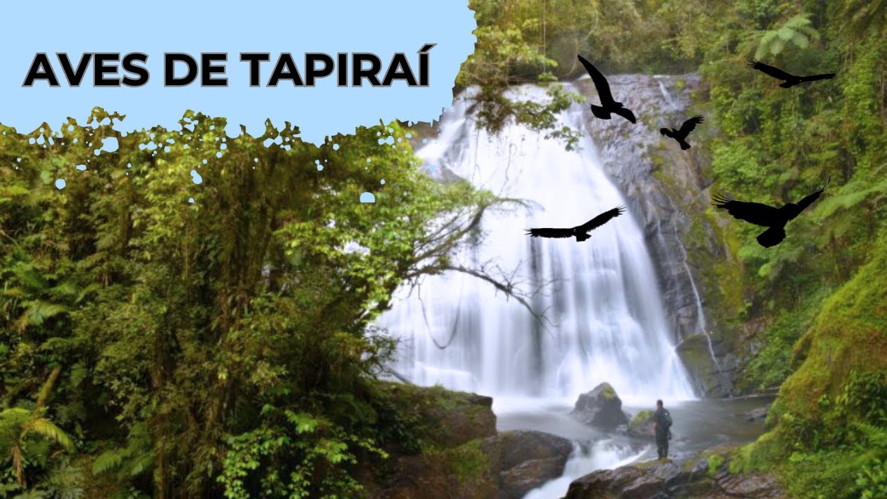 AVES DE TAPIRAÍ - SP