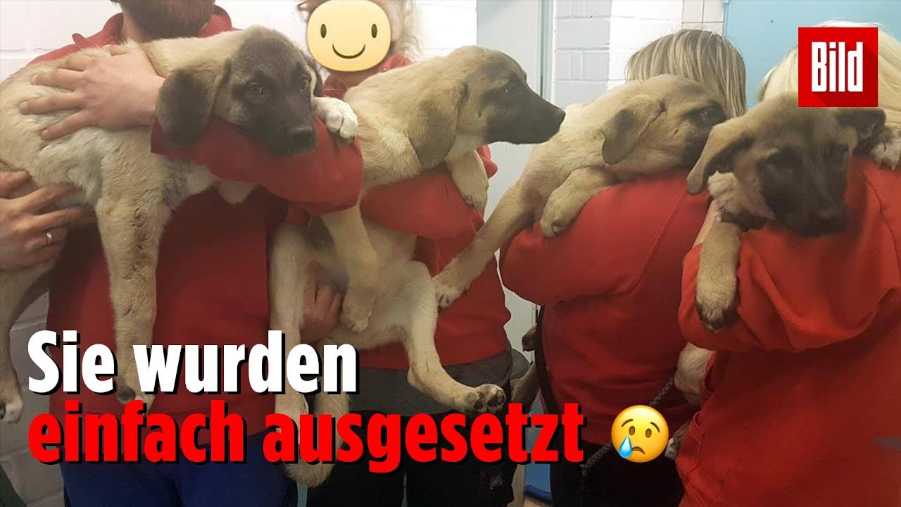 Tierheim rettet süße Welpen von Parkplatz