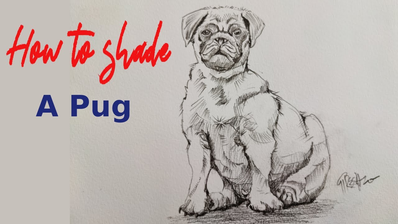 How to draw a Pug with Pencil/Pencil shading Tutorial for beginners.