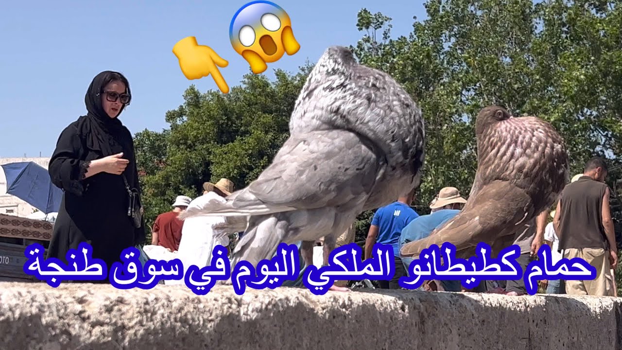 ‏سوق -#حمام# 😱في #المغرب 👇طنجة -#❤️❤️