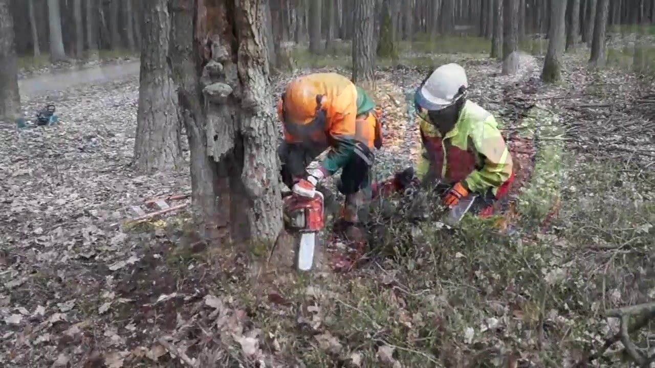 Kurs pilarza - drwala (Porażyn 04-13/04/2016) ATJ s.c.