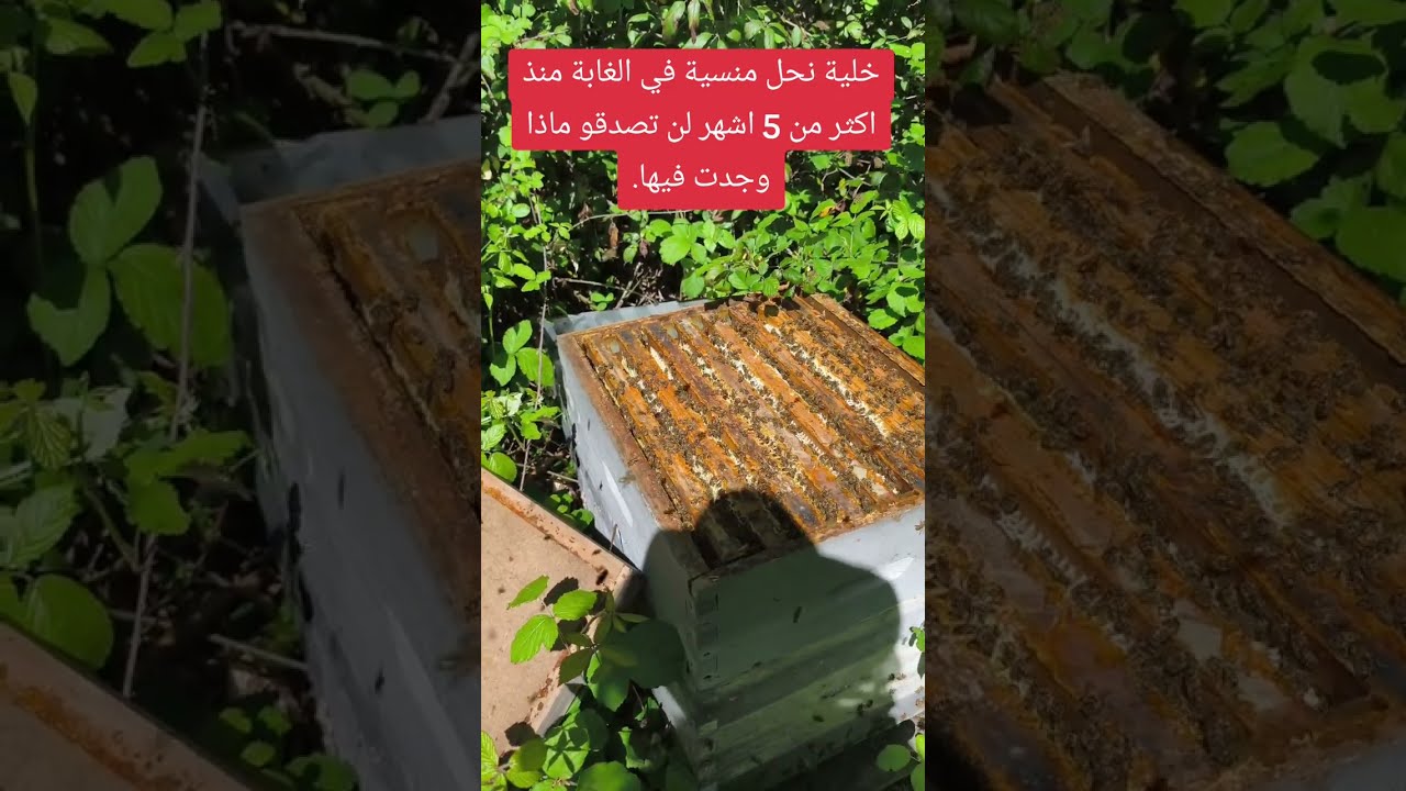 خلية نحل منسية في الغابة منذ اكثر من 5 اشهر لن تصدقو ماذا وجدت.#النحل_مع_أسامة