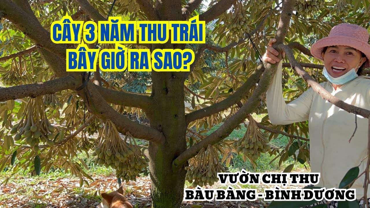 SẦU RIÊNG 3 NĂM CÓ NÊN ĐỂ TRÁI? 
