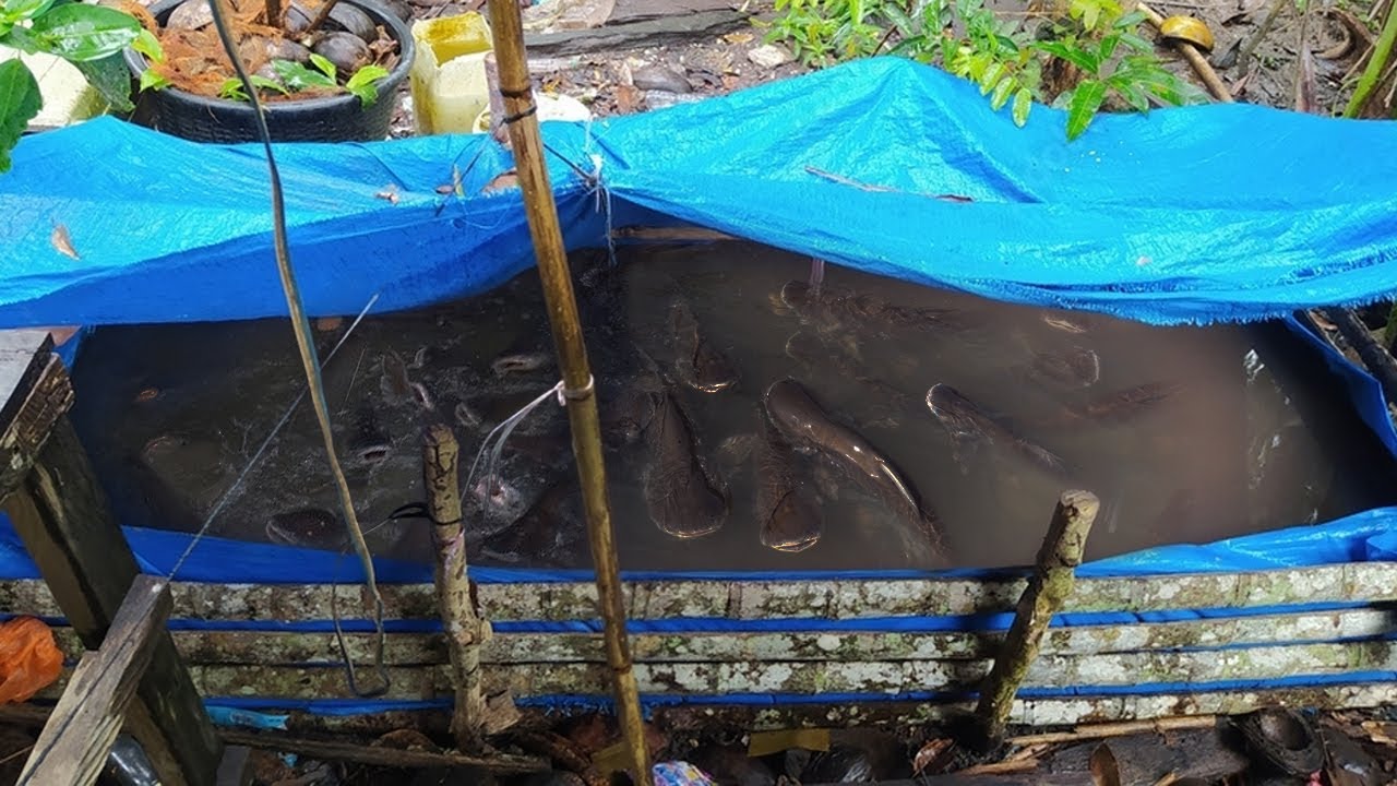 BUDIDAYA IKAN PATIN TANPA AERATOR
