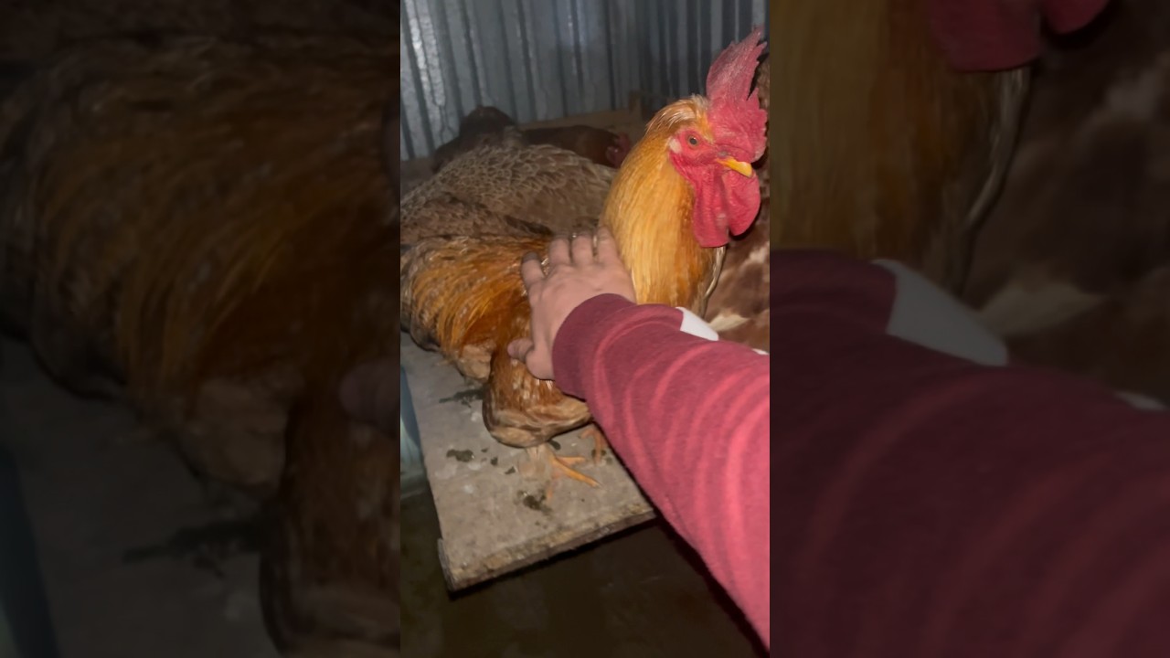 galline padovane che si ascoltano musica in veneto