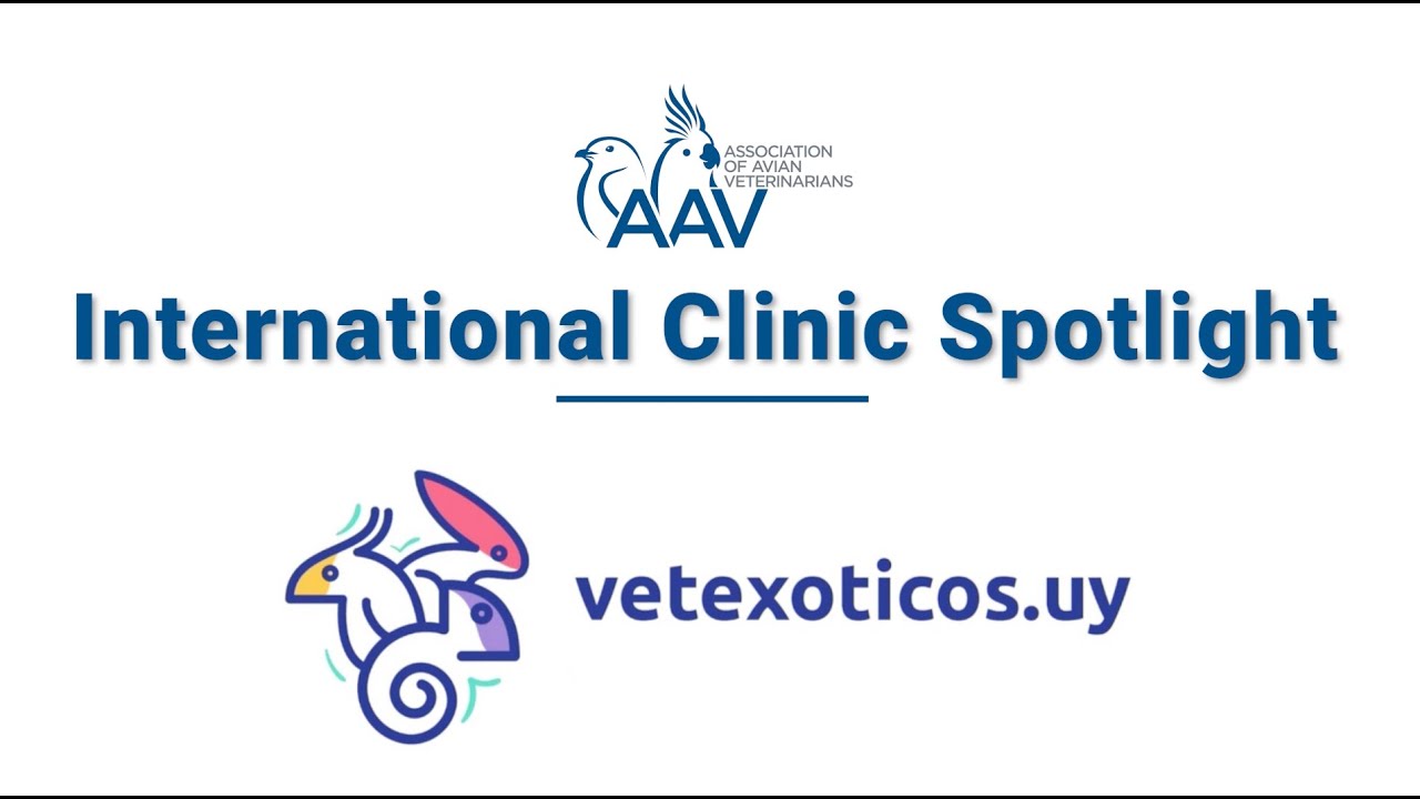 AAV International Clinic Spotlight: Vetexoticos, Dr. Carina Esteves