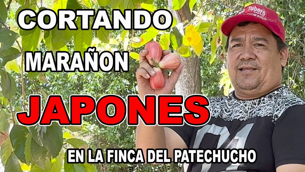 Cortando Marañon Japones en la Finca del Patechucho