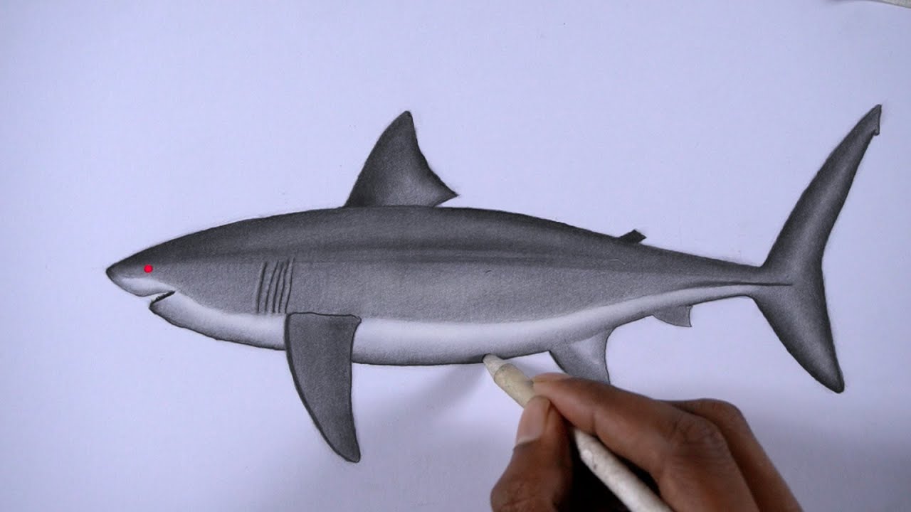 Draw a Shark with Easy Steps and Tips (great white shark)
