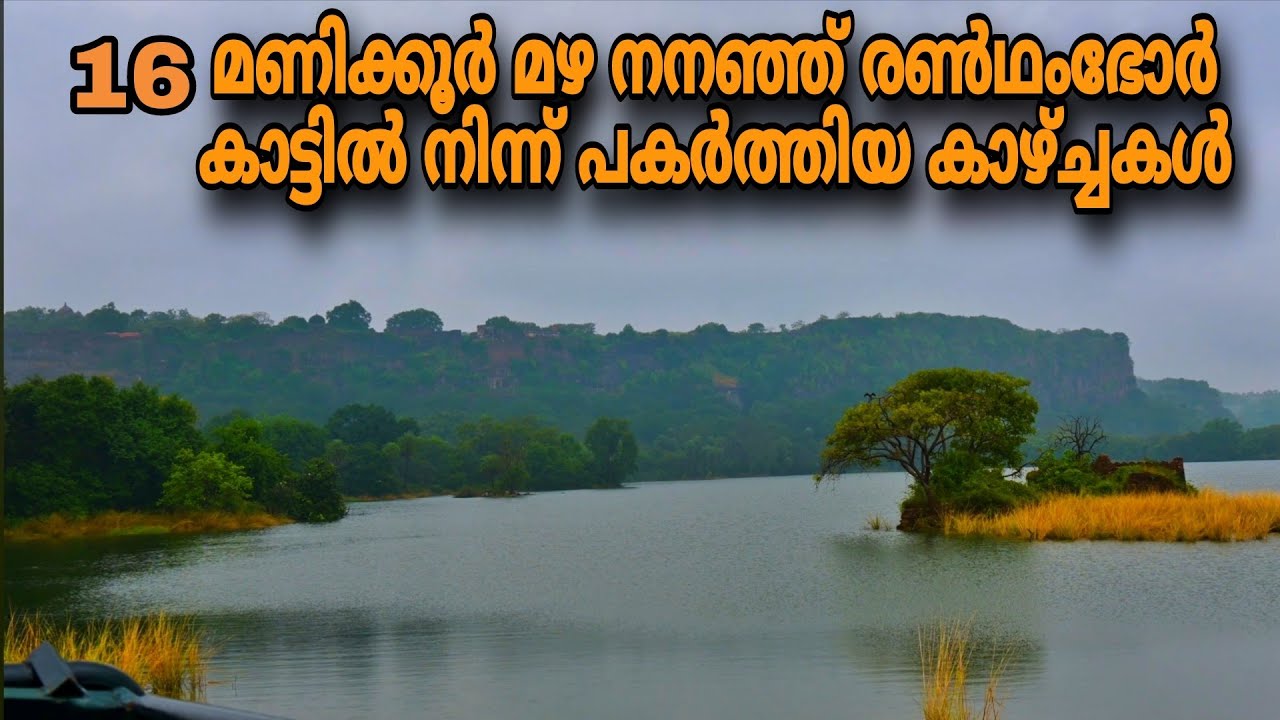 16 മണിക്കൂർ രൺഥംഭോർ കാട്ടിൽ നിന്ന് മഴ നനഞ്ഞ് പകർത്തിയ കാഴ്ച്ചകൾ | RANTHAMBORE TIGER RESERVE 