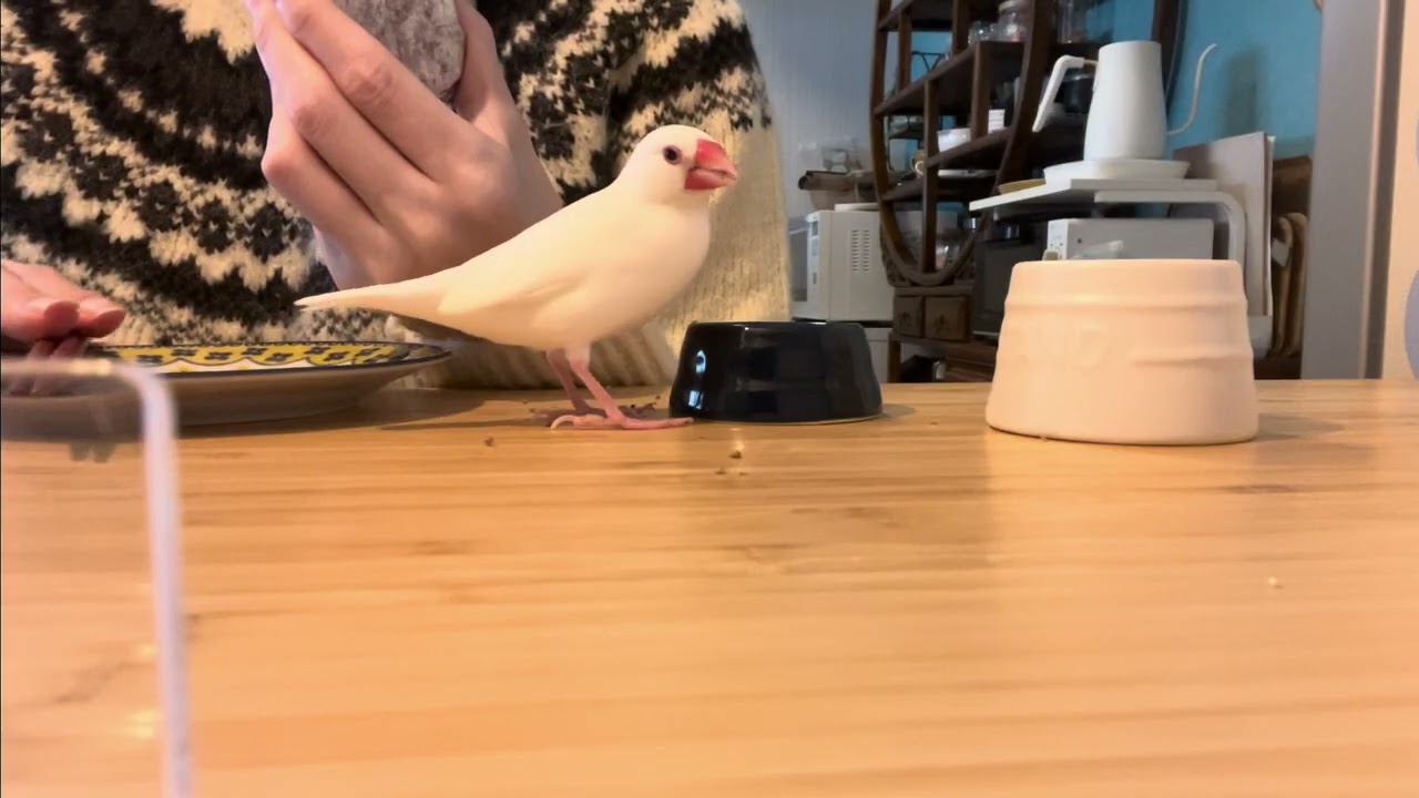 【BGMのみ】朝ごはんを文鳥つるさんと一緒に。