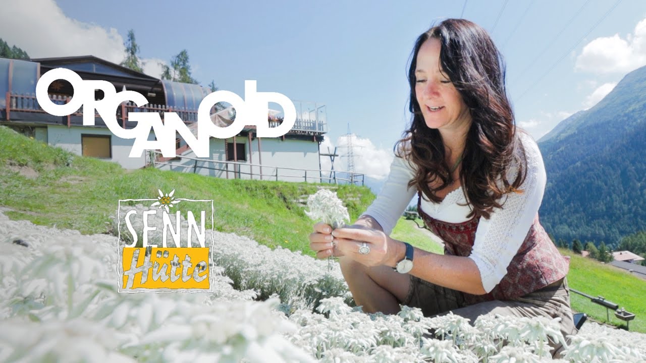 Weltrekord-Edelweiss als Organoid® Naturoberfläche in der Sennhütte