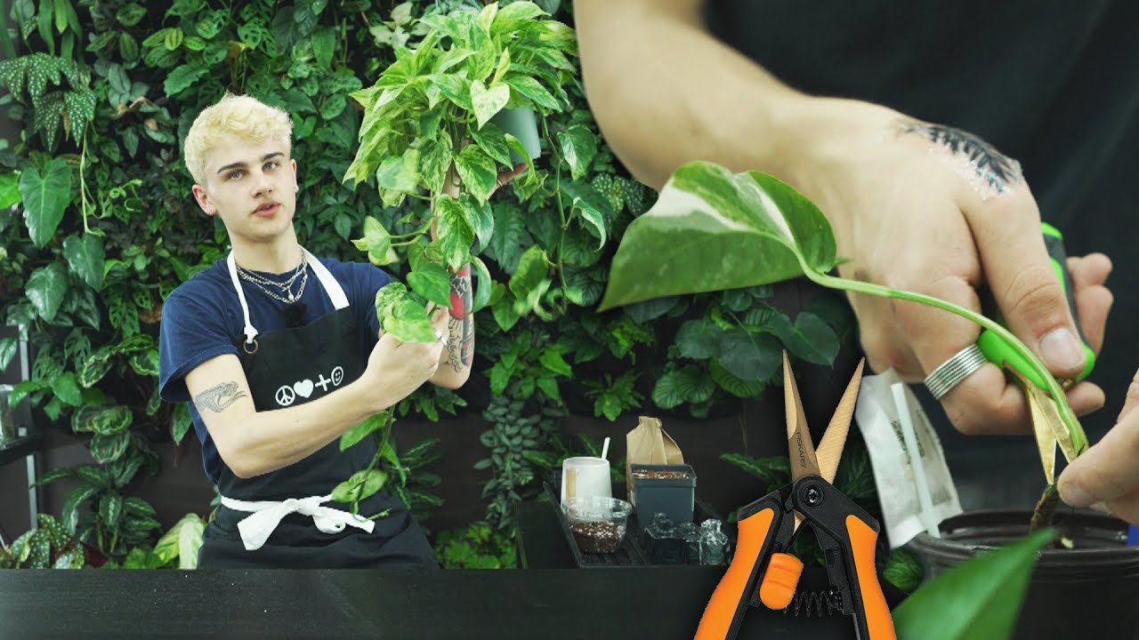 3 Ways to EASILY Make MORE POTHOS