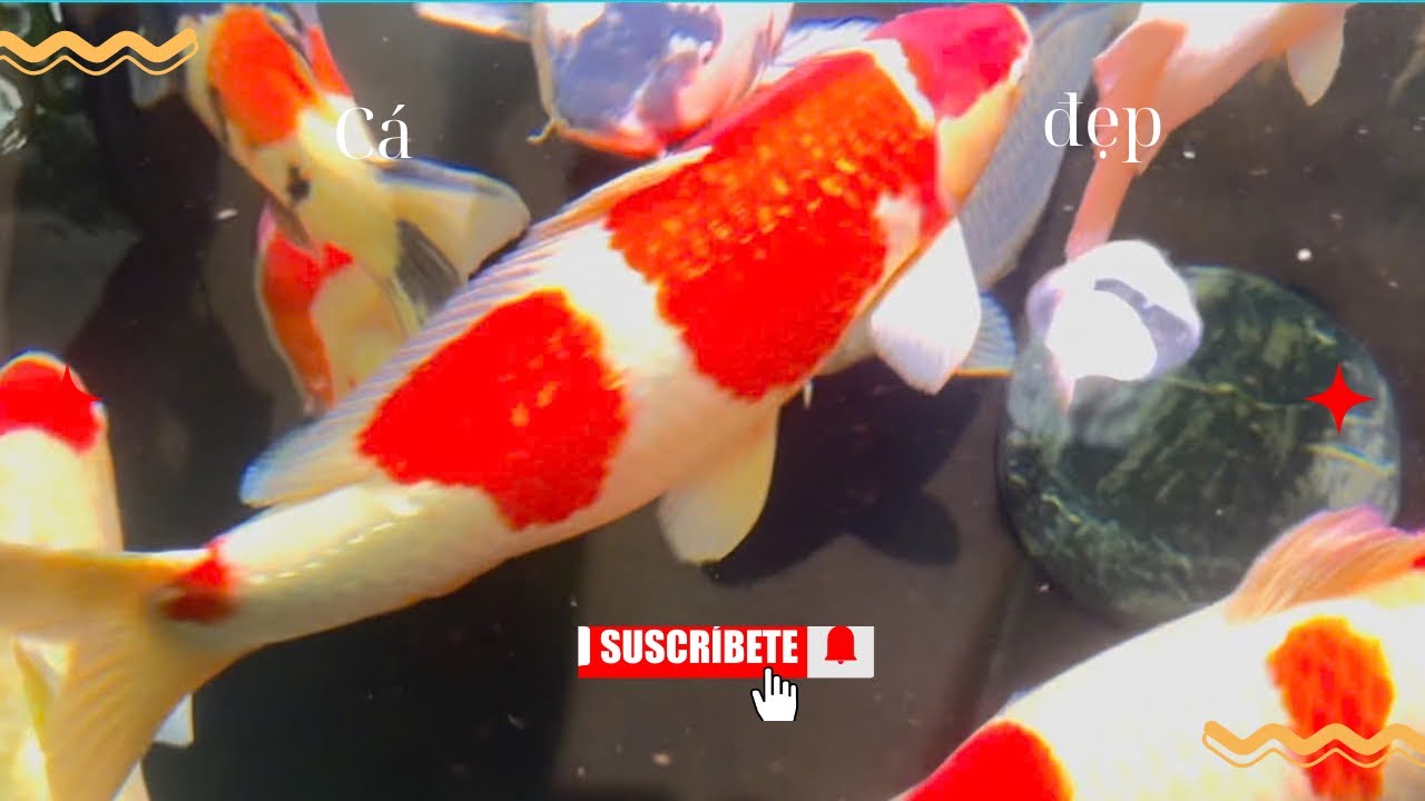 Ôi đam mê với Cá koi