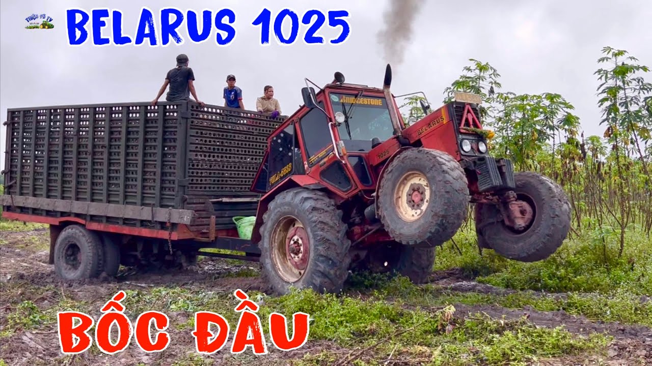 Máy cày belarus 1025 chở củ mì bốc đầu
