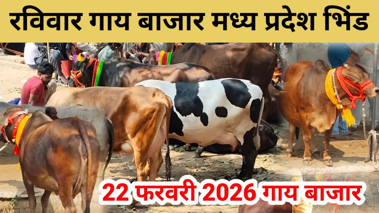 Bhind Pashu Mela | देसी मुर्रा हरीयाणवी साहिवाल थारपारकर राठी गिर गाय बाजार  | pashu mandi #cowmandi