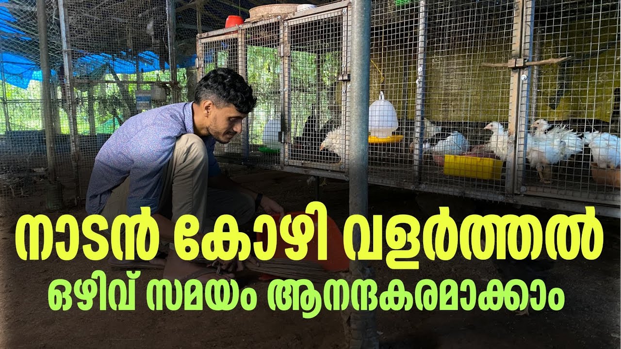 Nadan kozhi valarthal ,nadan kozhi sale in Malappuram നാടൻ കോഴി വളർത്തൽ