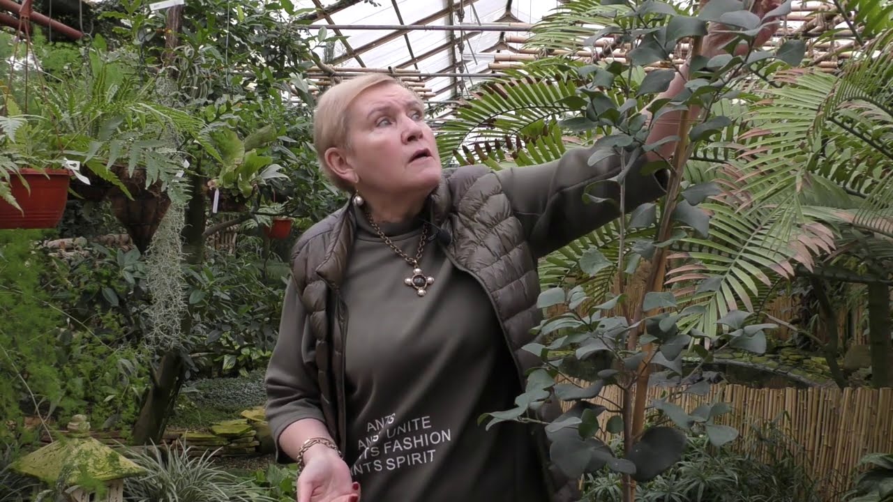 Фикус Триангулярис-уход в домашних условиях.