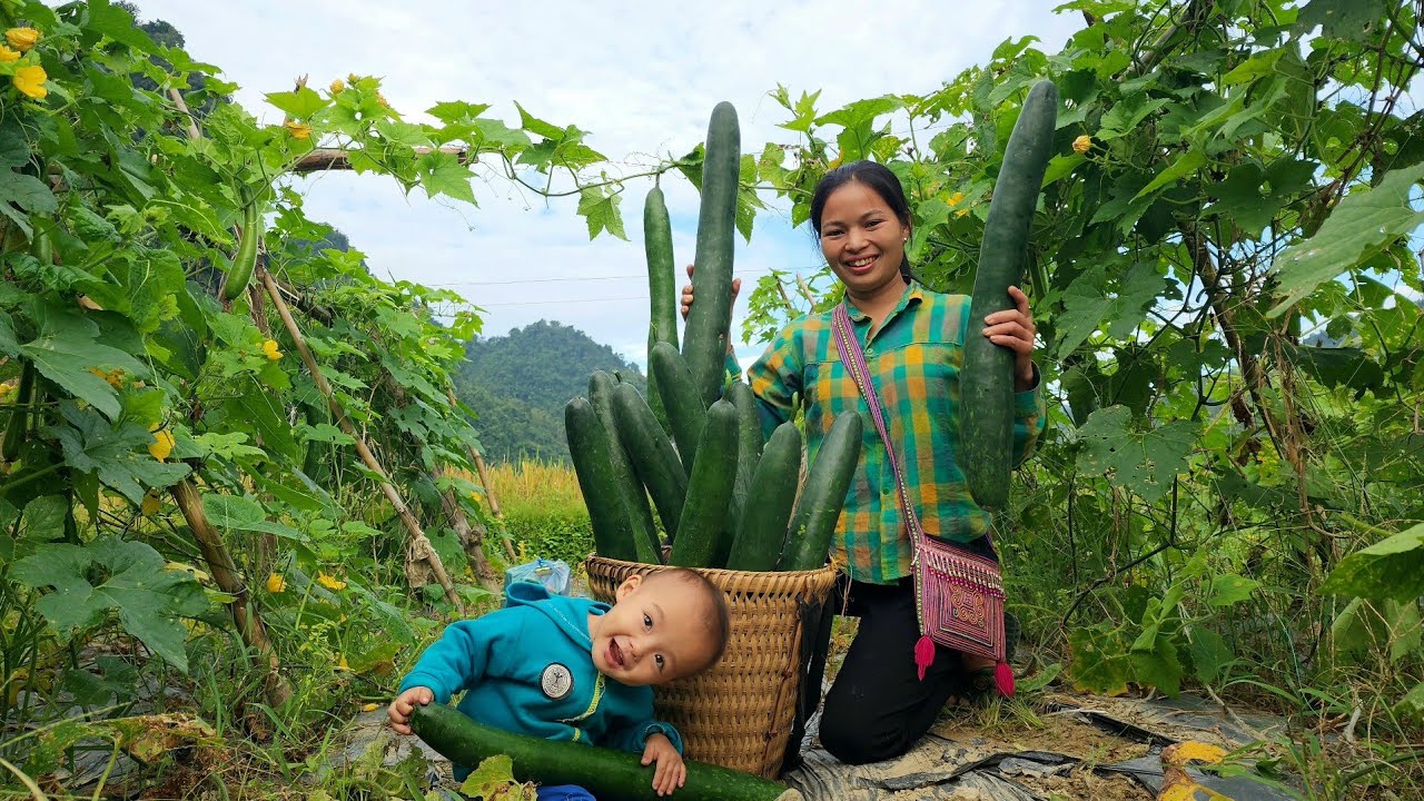 Bao's weekend helping his mother harvest giant squash to sell at the market - Cooking