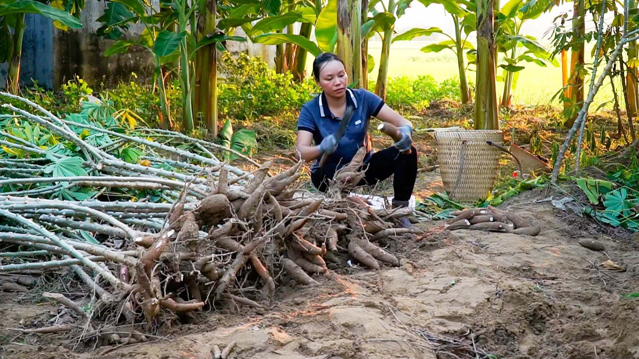TIMELAPSE : Harvesting 1000+ Cassava,Danger When Giant Pythons Lurk and Fall into Traps