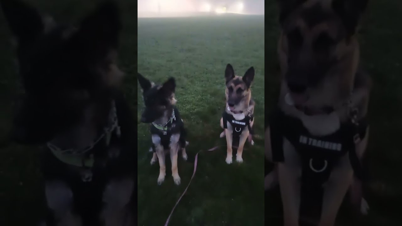 DOGS in the FOG!! 🩷🤠🐕‍🦺💩 German Shredder Pups Livestream Jan 19, 2026 