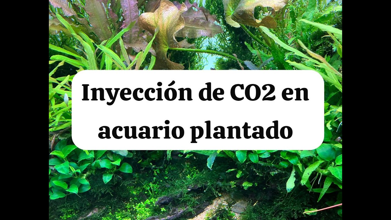 Inyección de CO2 en el acuario plantado