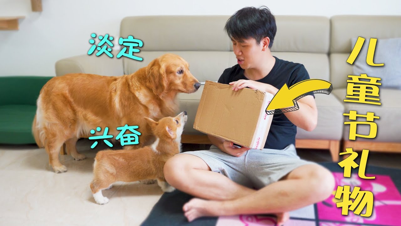 小柯基第一次收到儿童节礼物，居然兴奋成这样，金毛也看懵了！