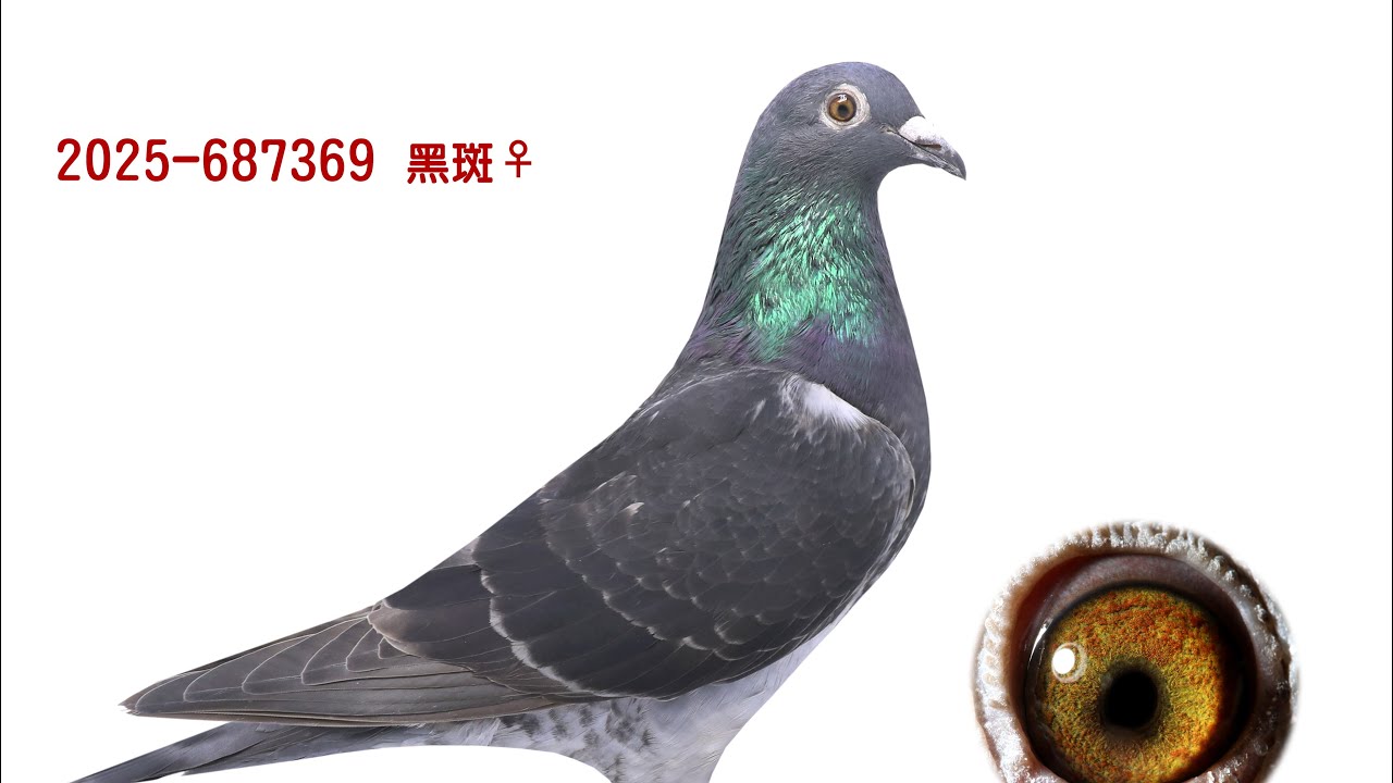 【屏北王者・強勢來襲】黃俊豪大哥親手打造，連號亞成鴿巔峰拍賣！拍賣鴿11號2025-687369斑母，黃大哥主要血統下代#賽鴿拍賣 #黃俊豪 #屏北王者 #恆盟賽鴿網  #賽鴿實力提升