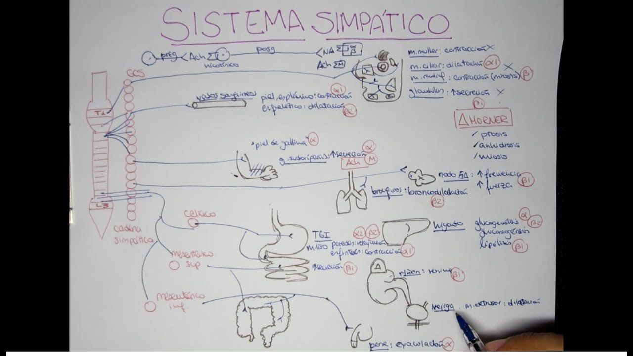 SISTEMA SIMPÁTICO