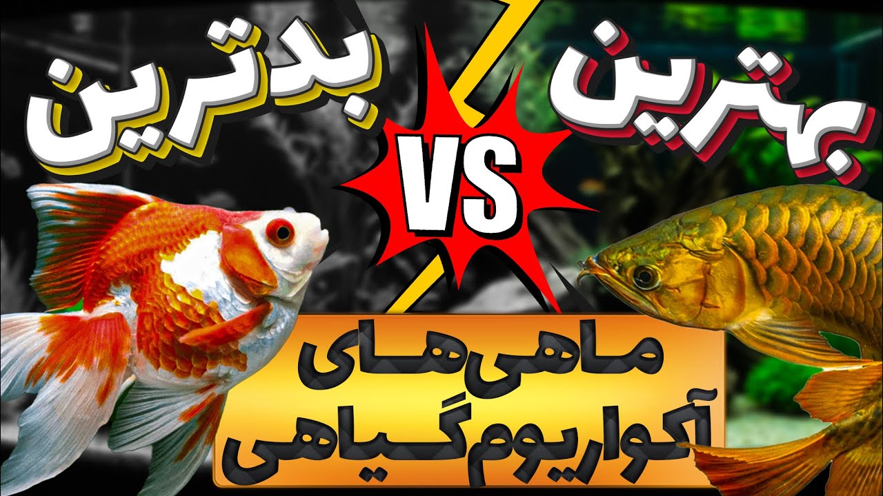 بهترین و بدترین ماهی‌ها برای آکواریوم گیاهی 🌿 راهنمای کامل انتخاب