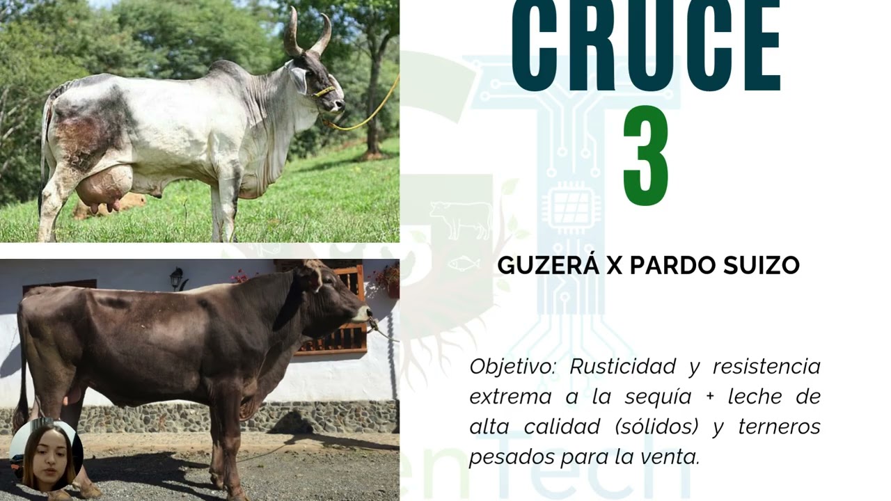 Proyecto de ganadería doble propósito sostenible - GreenTech
