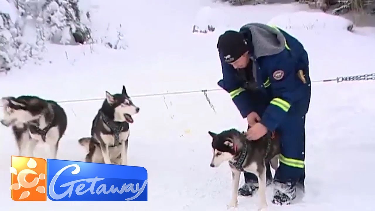 Dog sledding Calgary style | Getaway