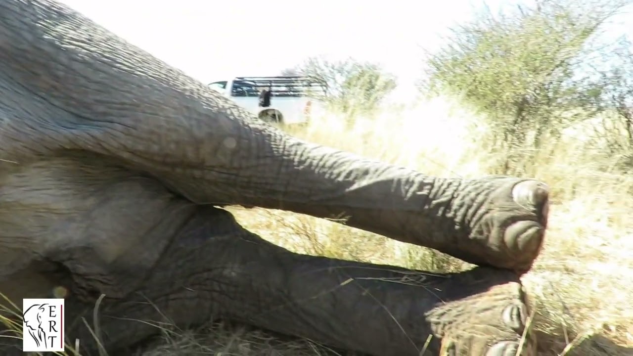 EEG - ©Elephant Reintegration Trust - Research South Africa. Bull collaring on Khamab 2021