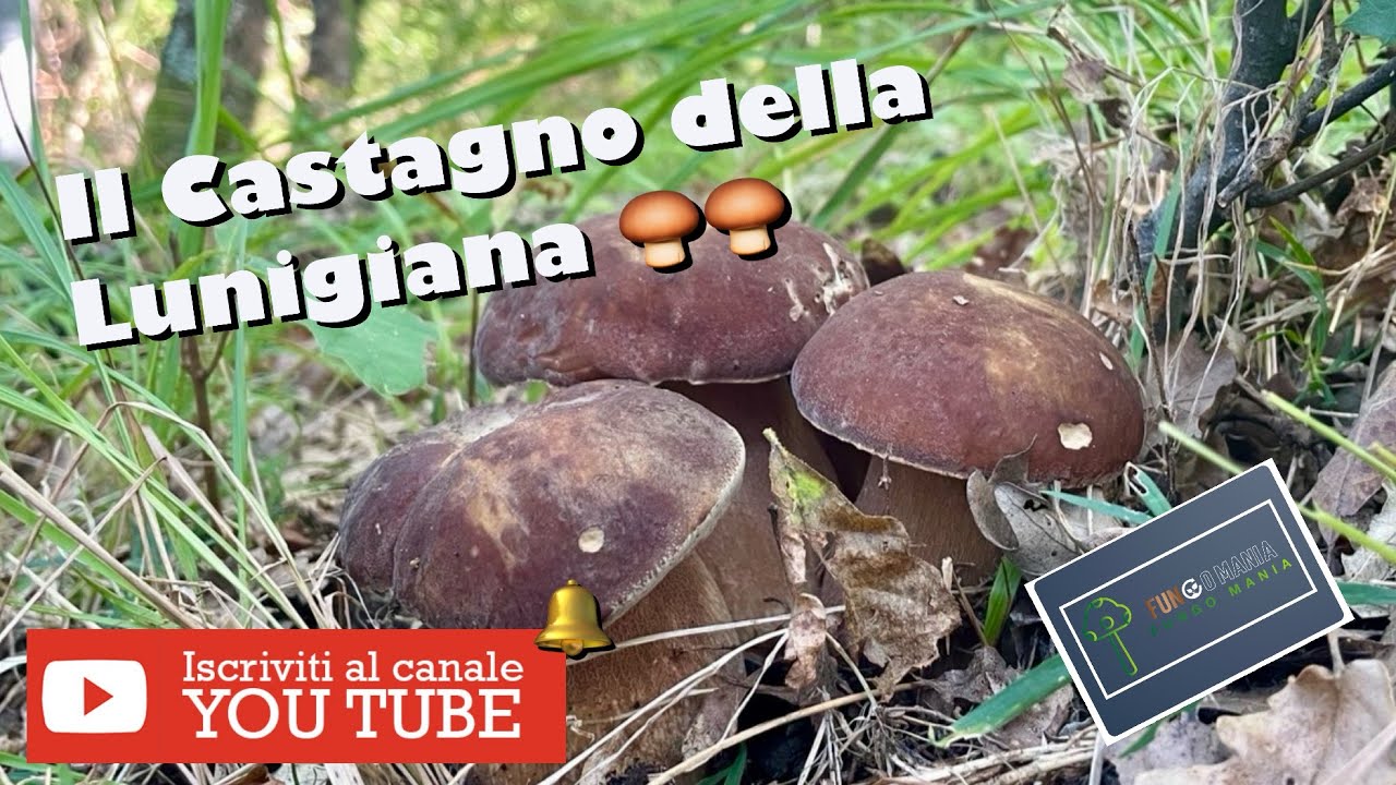 🔥 “ESPLOSIONE di FUNGHI sotto il Castagno della Lunigiana! 🍄 (04/09/25)”