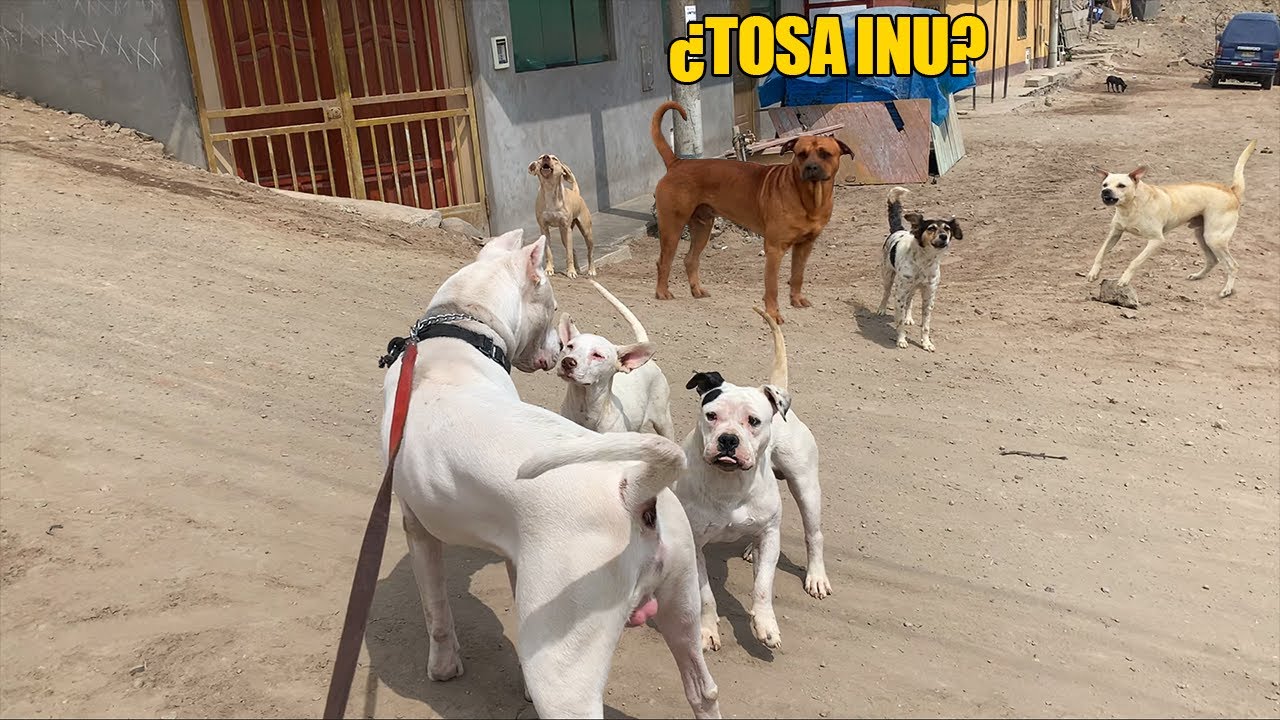 Sacando a pasear a Dogo argentino por las calles - socializando 🐶🐕
