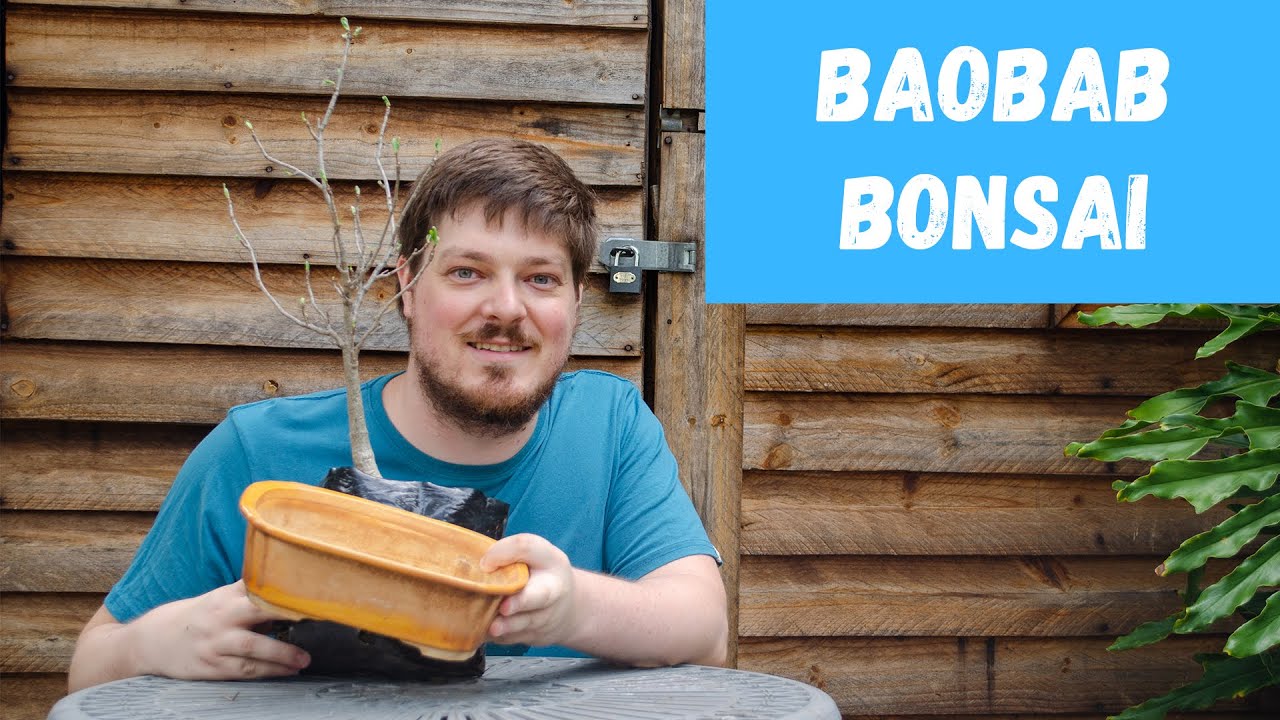 From nursery stock to bonsai - Baobab Tree
