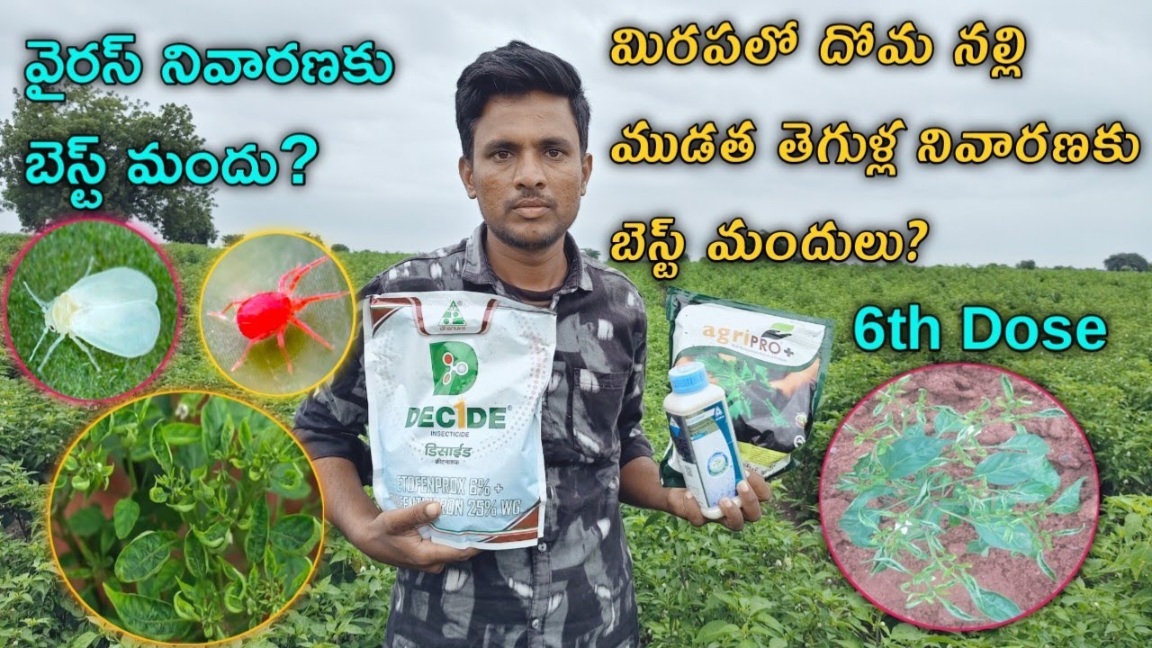 మిరపలో వైరస్ ముడత దోమ నల్లి ముడత నివారణకు బెస్ట్ మందులు 100% రిజల్ట్ chilli spray mites thrips 