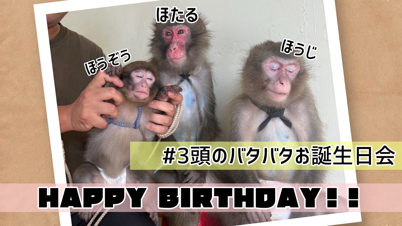 ほたる一族のお誕生日パーティー【戦豆の猿まわし】