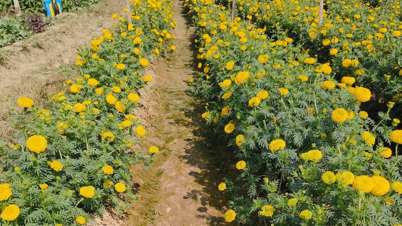 Marigold mother plant.