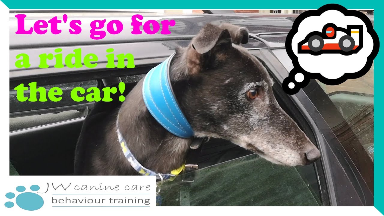 Car travel with your greyhound