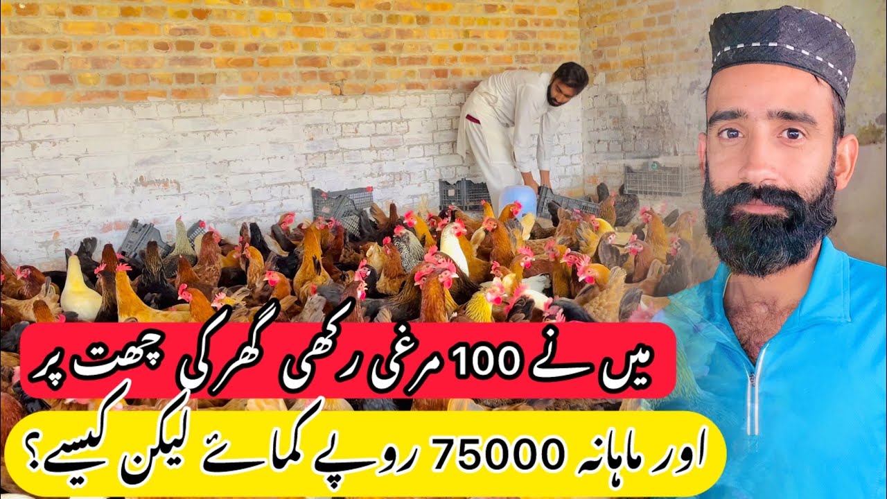 How to Start Poultry Business || Poultry Business At Small Level || @MianPoultryFarm