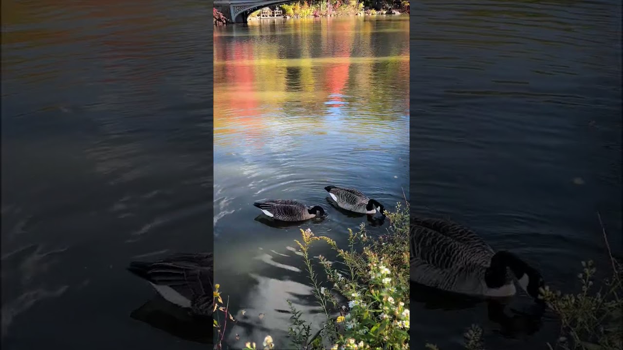 New York City / Central Park - Fall Colors - Part 1 / 2025