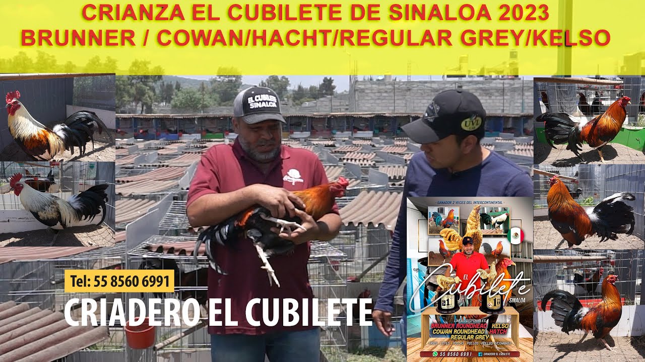 POLLOS 2023 CRIADERO EL CUBILETE, GALLOS DE PRIMER NIVEL, GANADORES DE PACHUCA Y TLAXCALA