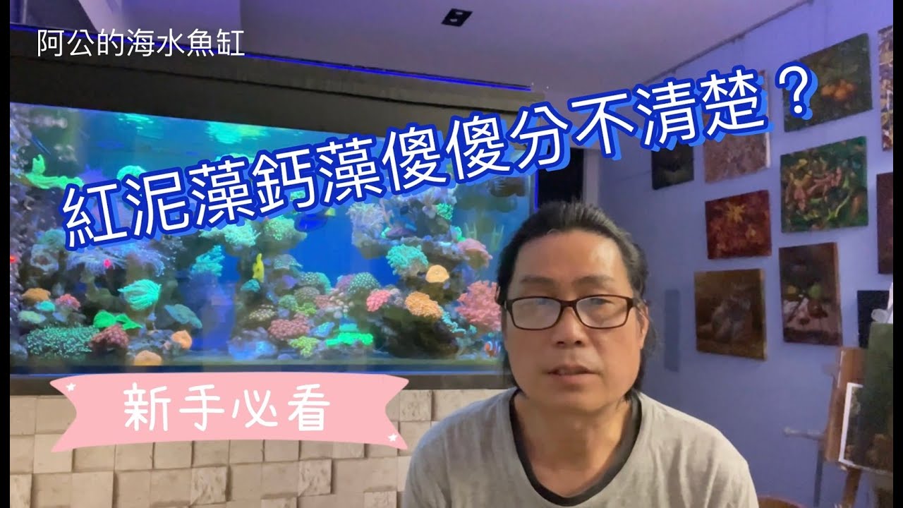 Как отличить кальциевые водоросли от красношламовых водорослей? - Дедушкин аквариум с морской водой