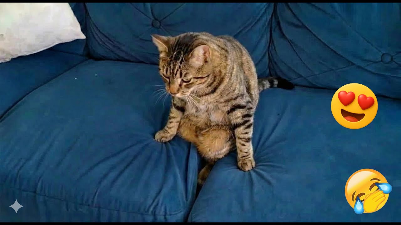 You Laugh You Lose 🤪 Funniest Cats and Dogs 2026 🐱💞 Part 6
