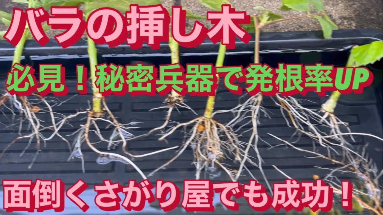 【バラの挿し木】必見！秘密兵器で面倒くさがり屋でも発根率70%達成！