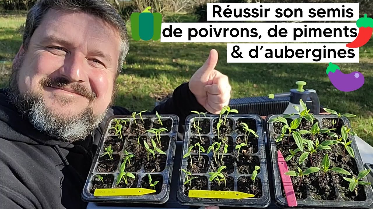 Comment réussir son semis de poivrons🫑, de piments🌶️ et d'aubergines🍆 (puis le repiquage) 『TUTO』