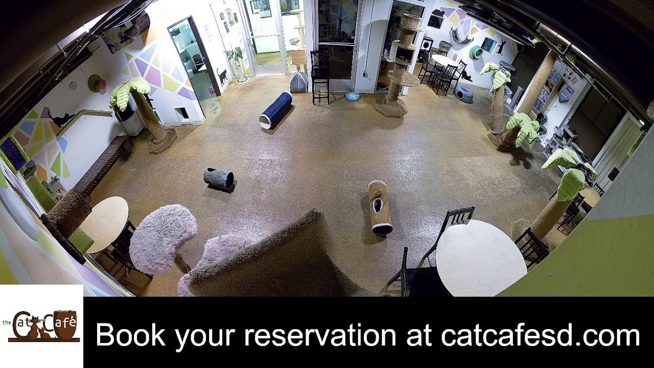 The Cat Cafe San Diego Live Stream February 28, 2026